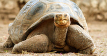 Nearly 100 Years Old, Mommy the Tortoise Becomes a First-Time Mom to 16 Hatchlings