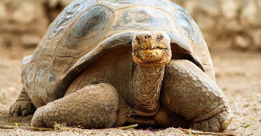 Nearly 100 Years Old, Mommy the Tortoise Becomes a First-Time Mom to 16 Hatchlings