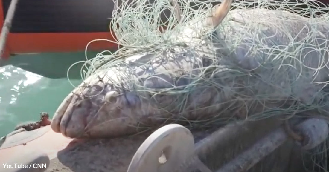 Customs Officers Seize $1 Million Worth of Endangered Totoaba: Second-Largest Seizure in Arizona