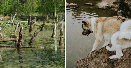 Toxic Algae River Bloom Leads To Dog Deaths, Risks To Humans