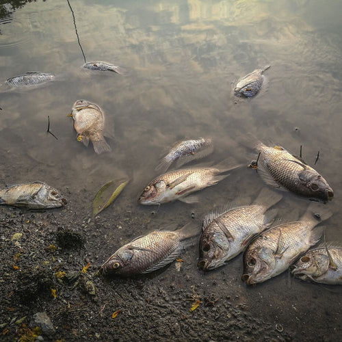 Dozens of dead fish lie washed up along the muddy shoreline of a shallow, murky body of water.