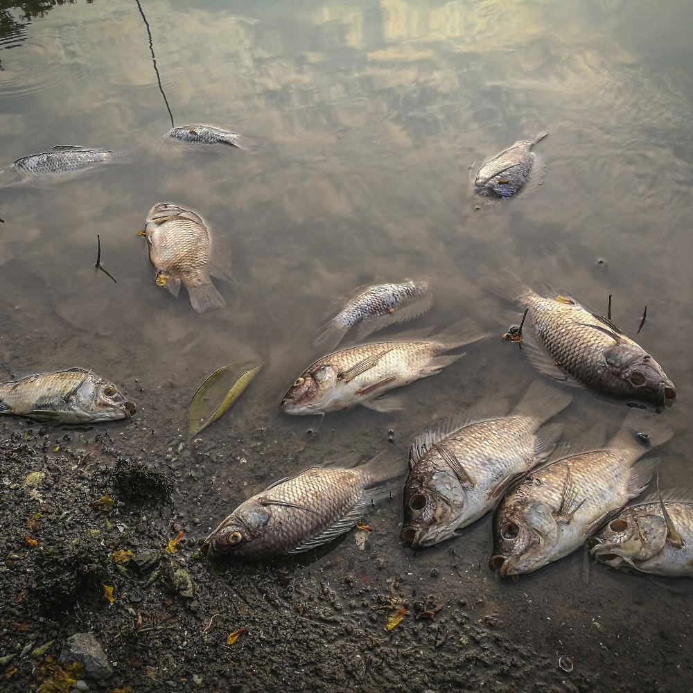 Dozens of dead fish lie washed up along the muddy shoreline of a shallow, murky body of water.