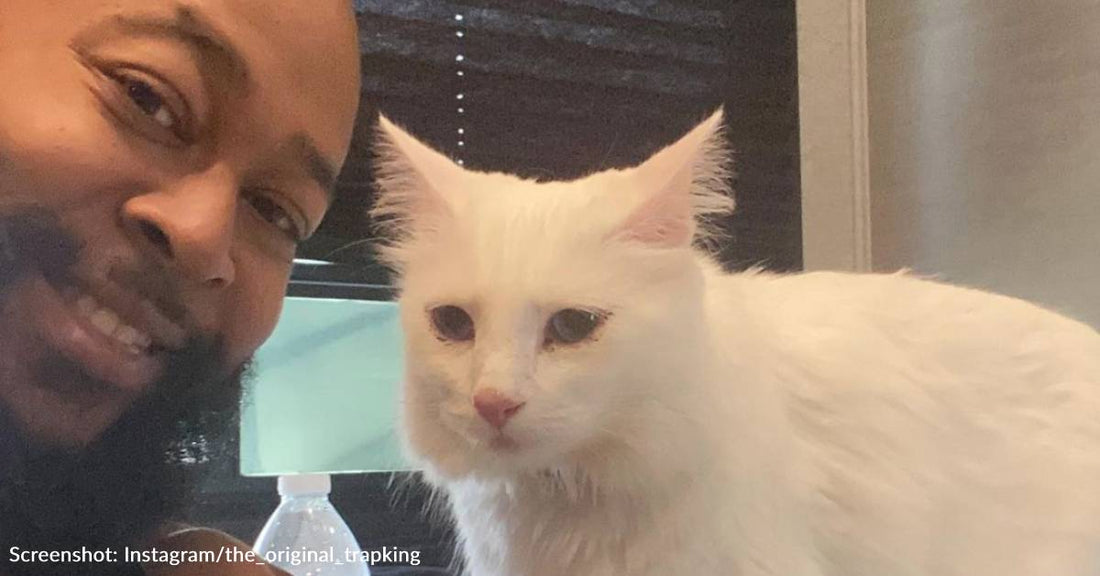 Rapper Leaves Music Industry To Rescue Cats