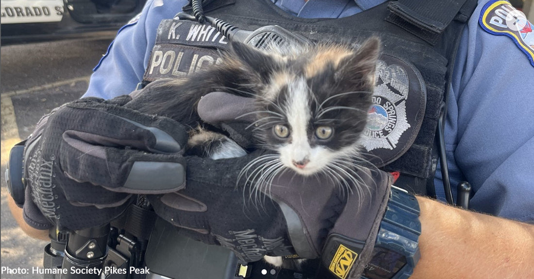 Kitten Trapped in Wall Gets Adopted by Officer Who Helped Save Her Life