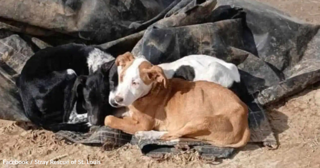 Three dogs cuddle together on a black tarp in a sunlit outdoor setting.