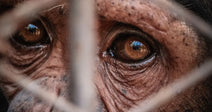 Close-up of a chimpanzee’s somber eyes and face seen through the metal bars of a cage.