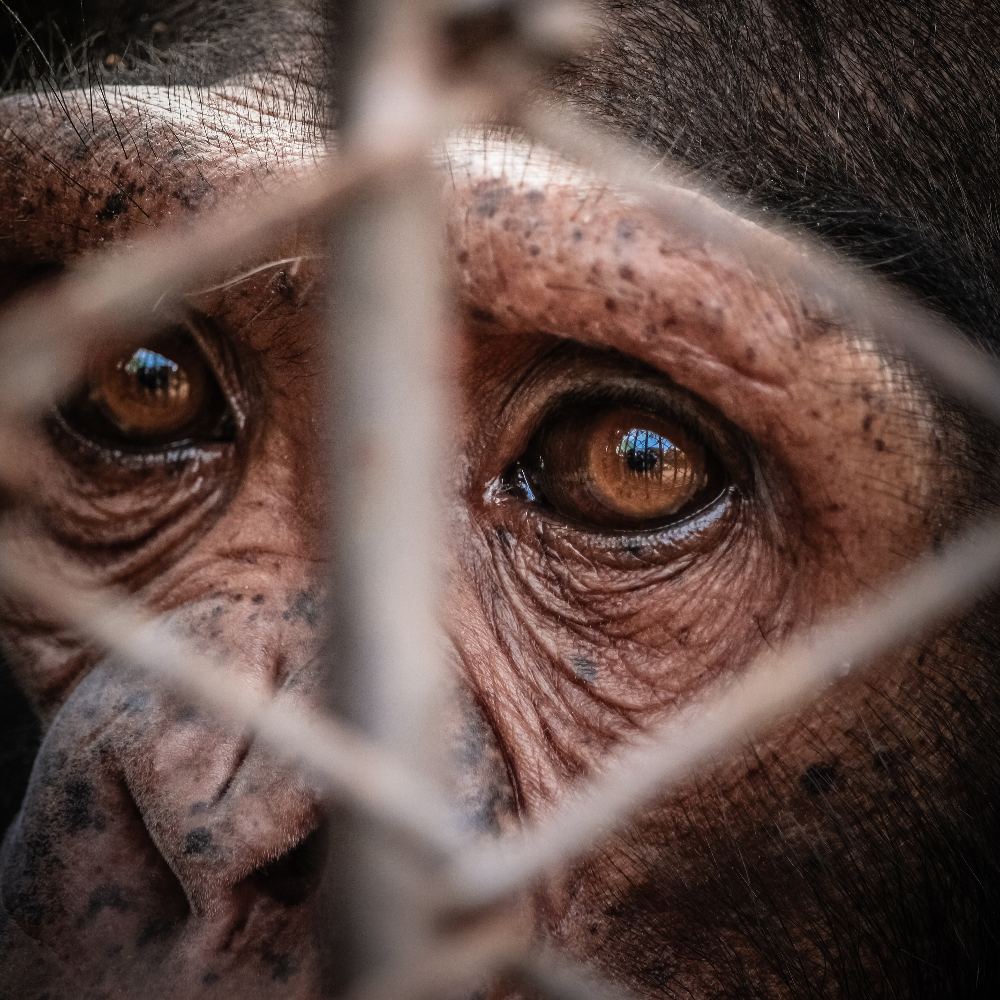 Close-up of a chimpanzee’s somber eyes and face seen through the metal bars of a cage.