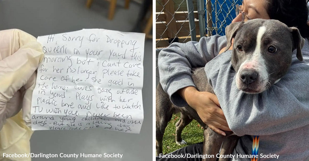 Household Finds Deserted Canine In Yard With Heartbreaking Word Household Finds Deserted Canine In Yard With Heartbreaking Word