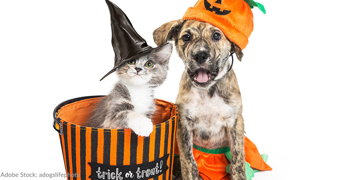 A kitten in a witch hat and a puppy wearing a pumpkin hat, both smiling.