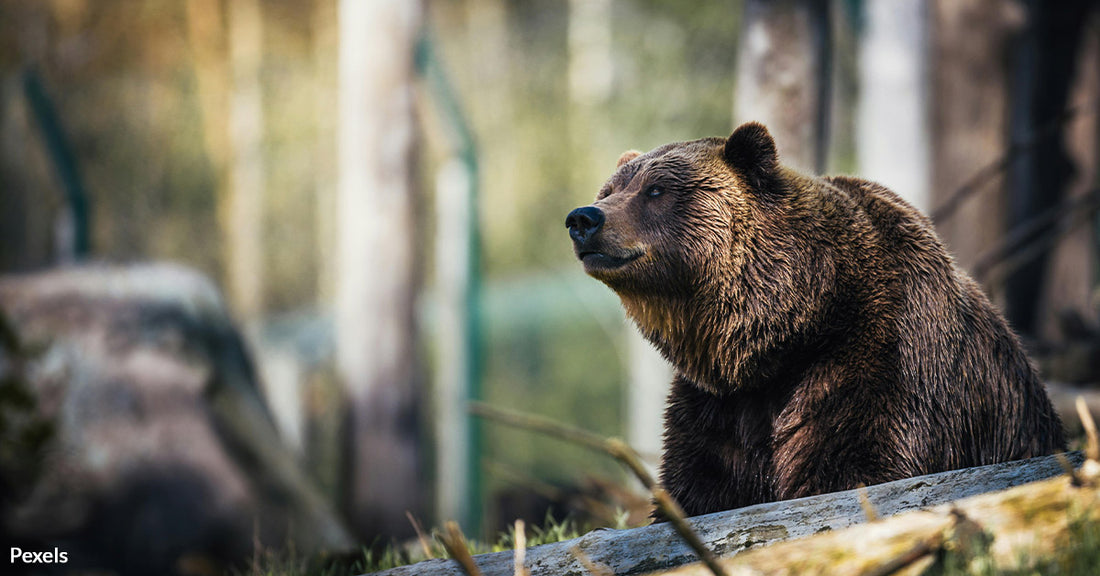 Italian Town's Battle With Bears Escalates as Human Conflicts Surge