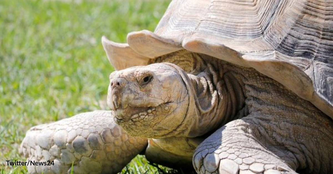 From Monaco to Senegal: 46 Endangered Tortoises Make the Long Journey Back Home