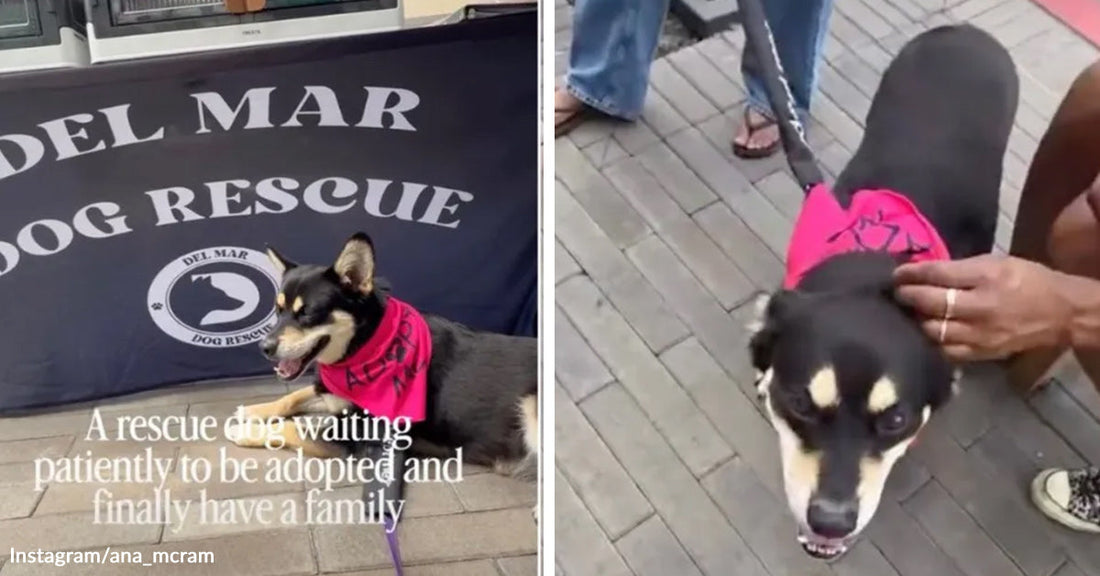 A three-legged black-and-tan rescue dog wearing a bright pink bandana sits in front of a rescue banner, then stands calmly while people pet her at an adoption event.