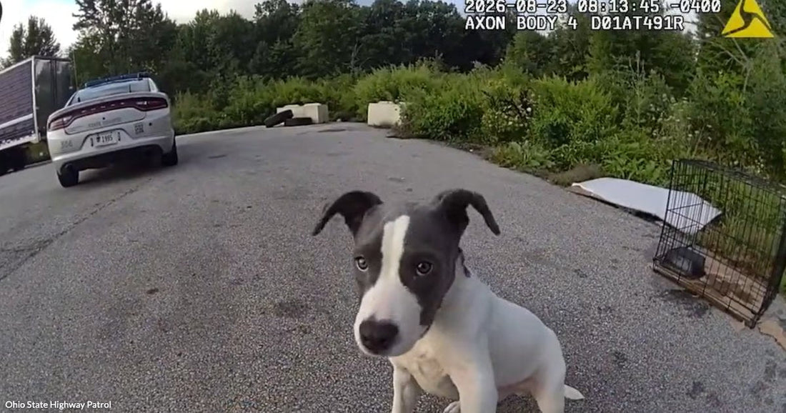 A gray and white puppy sits on a parking lot pavement near a police vehicle and an open wire crate.