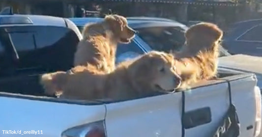 Three golden retrievers ride together in the open bed of a white pickup truck.
