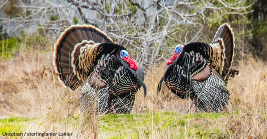 Turkeys Think They’re Superior To You And No One Knows Why