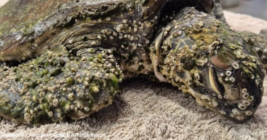 Close-up of a turtle covered in barnacles and algae on a towel backdrop.