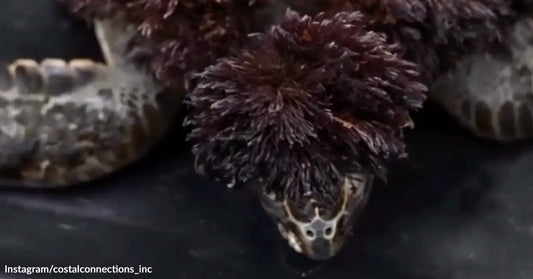 Sea turtle resting on a dark surface with thick reddish-brown algae covering its shell and partially draping over its head.