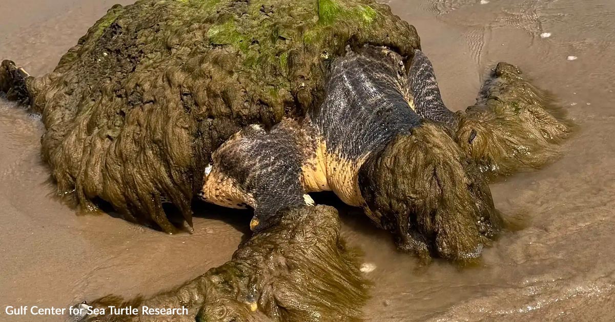 Household Finds Odd Mass On Seashore And Uncovers A Dying Turtle Preventing Again