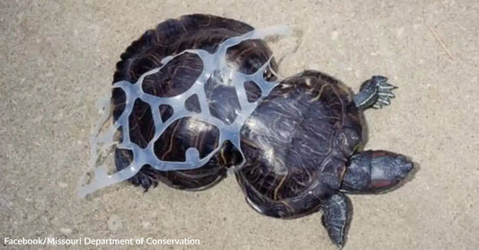 Turtle Scarred By Plastic Rings Keeps Defying The Odds Three Decades Later
