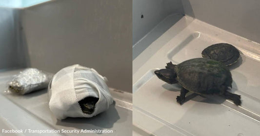 Woman Tries to Sneak Turtles Through Airport Security... in Her Bra