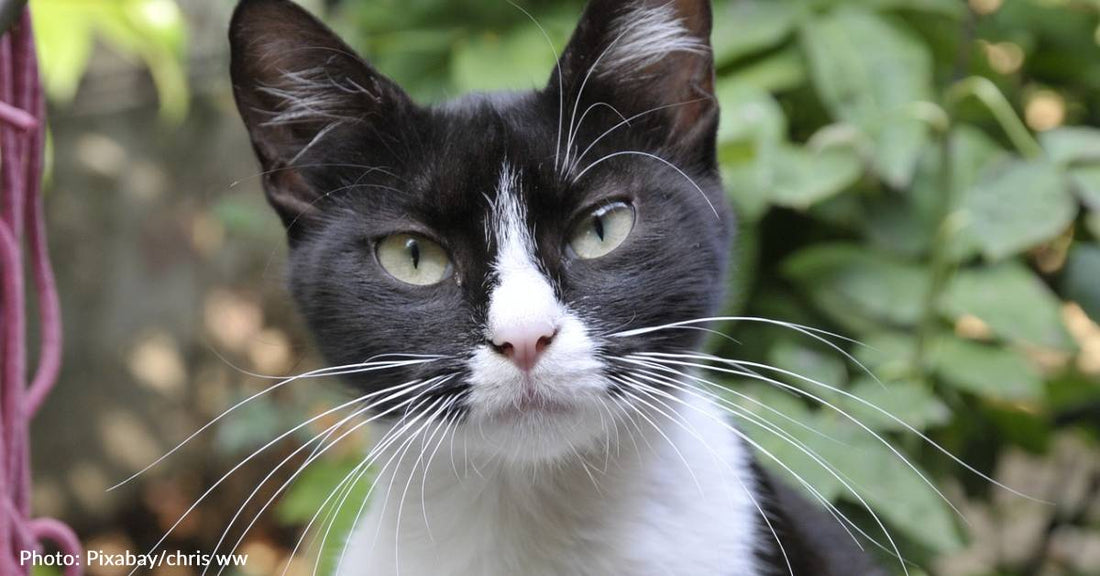 Tuxedo Cat Finds New Use For Zombie Halloween Decoration