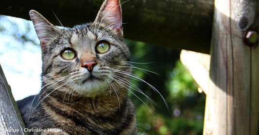 Three Feral Cat Brothers Were Captured for a TNR, One Was a Little "Different"