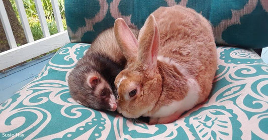 Bunny and Ferret BFFs Don't Know That 'They're Not Supposed to Get Along'