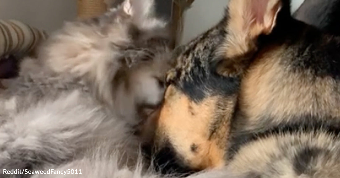 A tabby cat and GSD dog nuzzling each other.