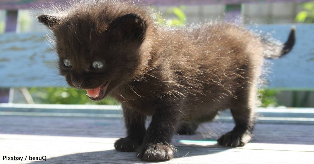 Kitten Rescued From Vending Machine in Multi-Person Effort