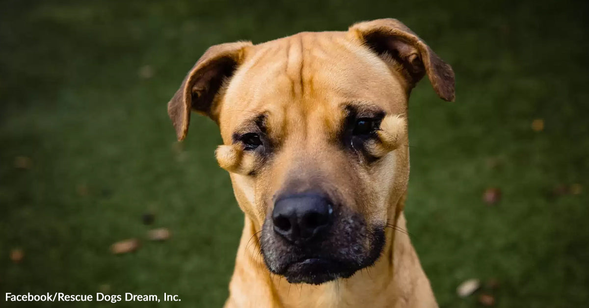Shelter Canine Known as Ugly Lastly Finds Household Who Sees Her Magnificence Shelter Canine Known as Ugly Lastly Finds Household Who Sees Her Magnificence