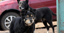 two black dogs standing outside near red vehicle