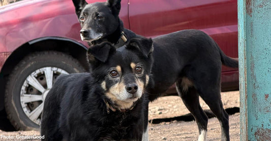 two black dogs standing outside near red vehicle