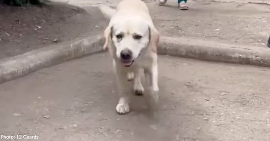 large white dog walking towards camera with tongue out