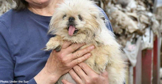 Person holding a fluffy dog with its tongue out, looking at the camera.