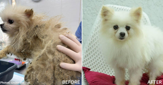 Over 50 Dogs Rescued from Deplorable Conditions in Ukraine Find Loving Homes