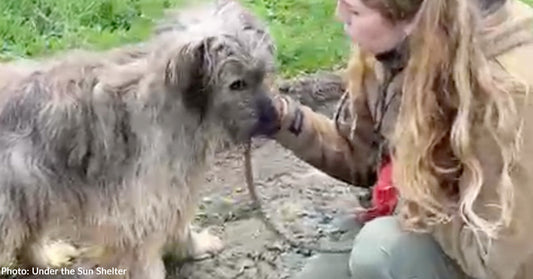 Person gently interacts with a fluffy dog in a grassy outdoor setting.