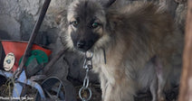skinny tan and black dog on chain inside shed