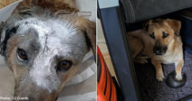 Critically Injured Ukraine Dog Defies Odds and Finds Loving Home