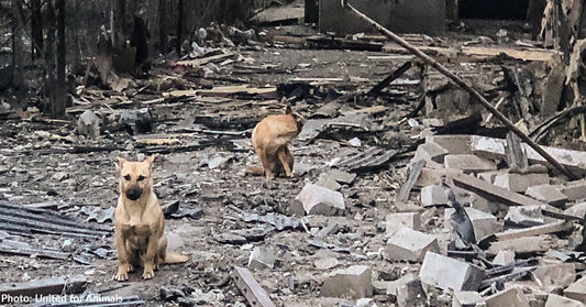 two tan dogs sitting among rubble 