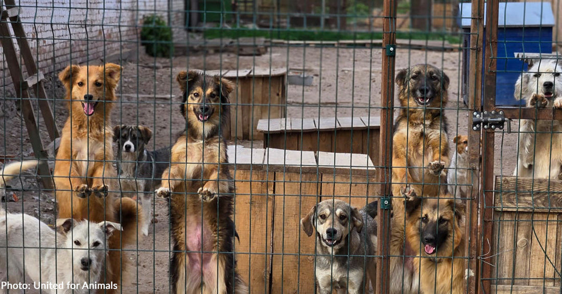 Ukraine Animal Shelters and Caretakers Desperately Need Pet Food | The Animal Rescue Site