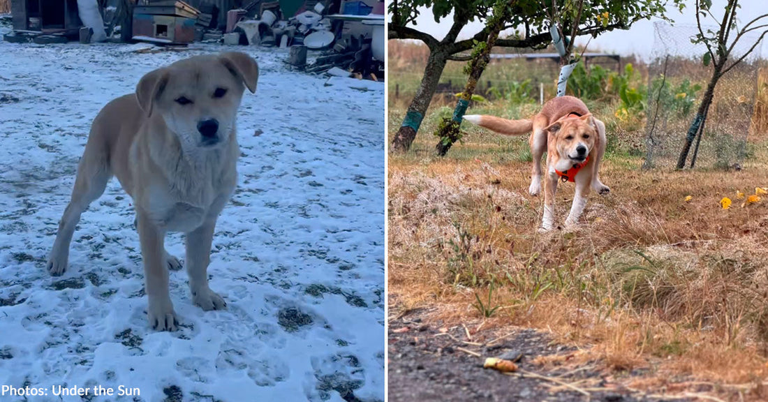 tan puppy in the snow and tan dog running in apple orchard