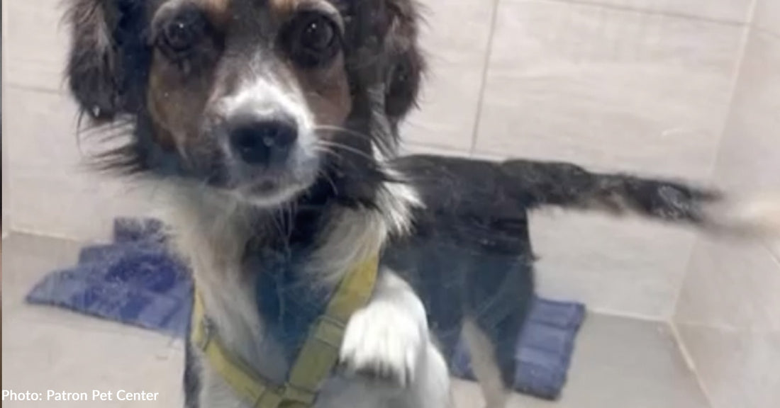 Ukrainian Dog Found Tied Outside Destroyed Home Finds New Home in Germany