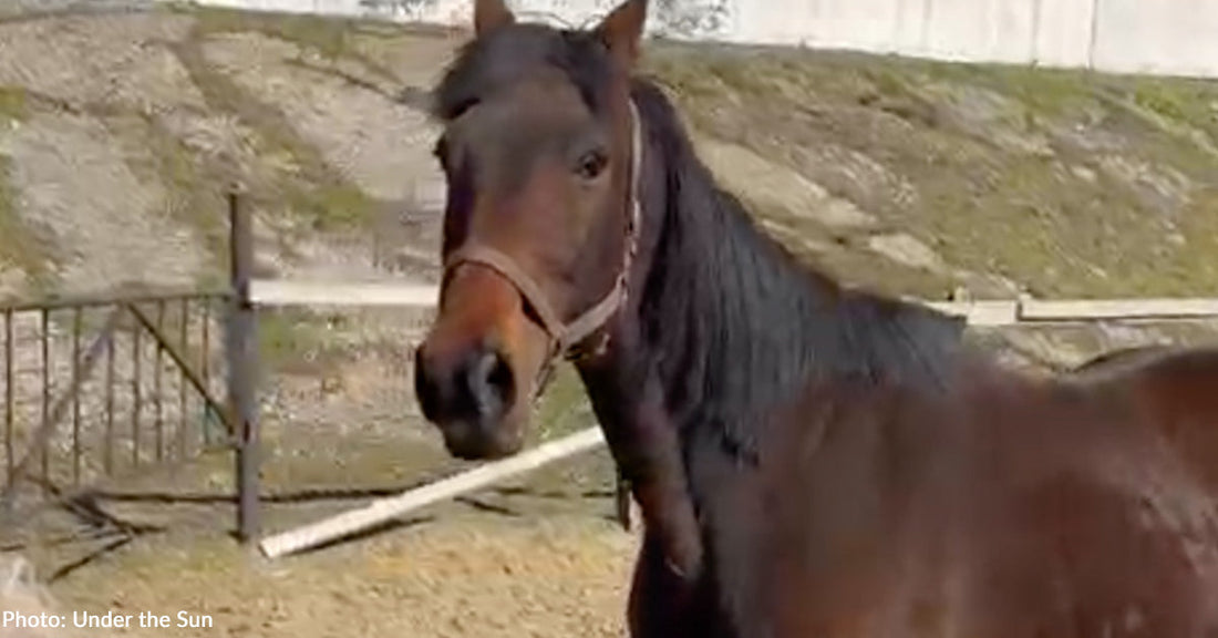 Senior Horse Abandoned in Ukraine Rescued Just in Time