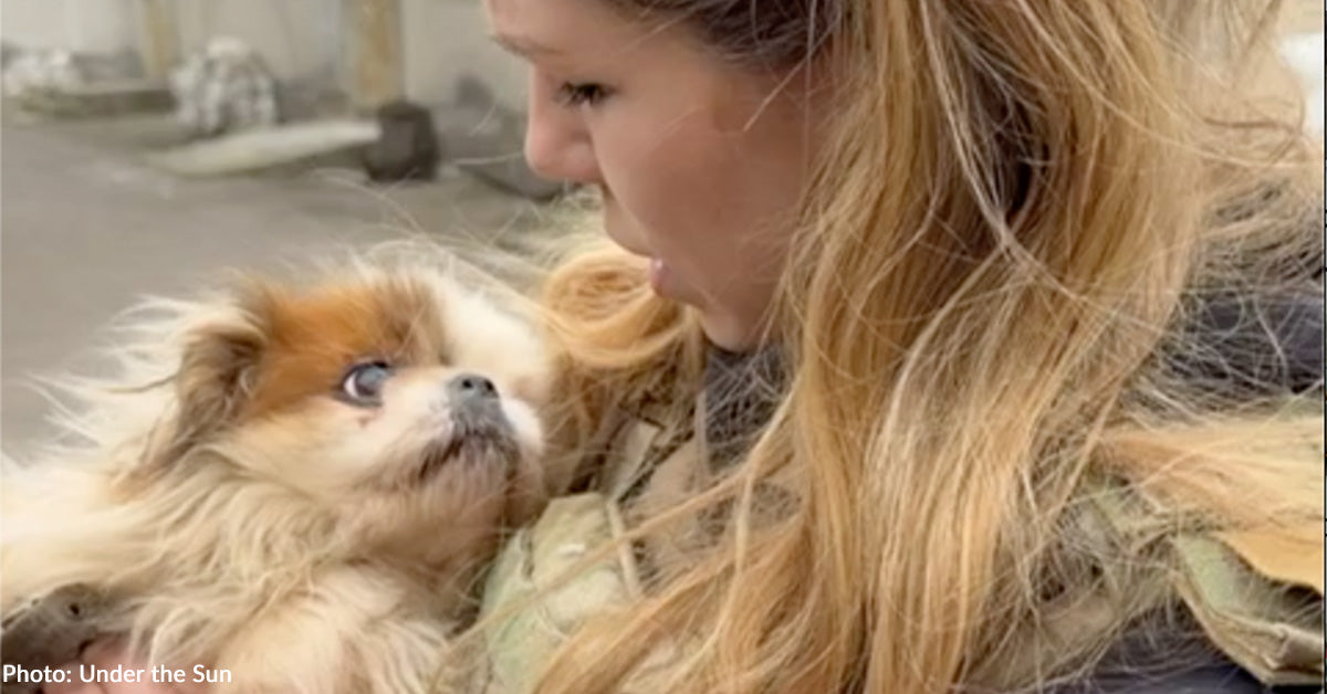 Terrified Dogs Rescued from Frontlines in Ukraine | The Animal Rescue Site