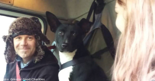 Ukrainian Dog Frightened By Nearby Missile Attack Takes Refuge In Pizza Truck With Volunteers