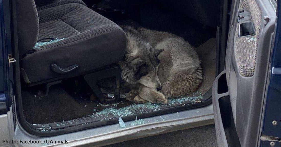 Ukrainian Police Officer Rescues Dog Found In Destroyed Car