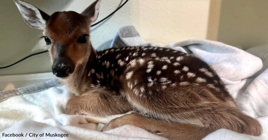 Unborn Fawn Saved After its Mother is Killed in Car Crash