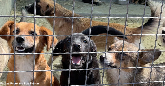 Three dogs eagerly peering through a wire fence at a shelter.