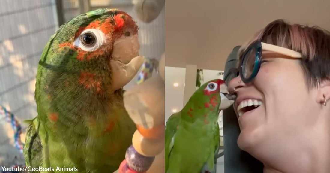 After His Mom Attacked Him as a Baby, This Bird Lost Part of His Beak But Also Gained a Loving Human Parent