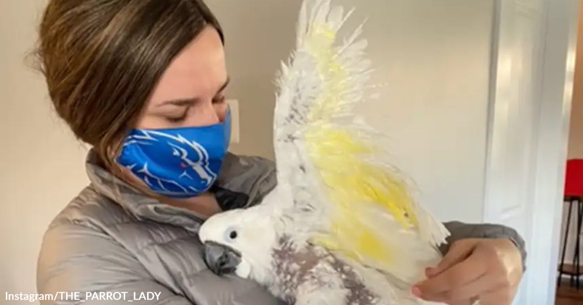 How The Kindness Of One Girl Saved a 25-Yr-Previous Undesirable Parrot’s Life